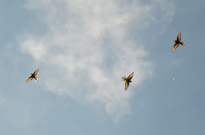 Ad ali spiegate, il sogno di Icaro.